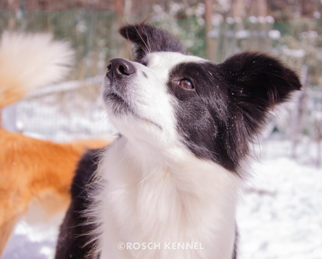 rosch_kennel's_picture-29