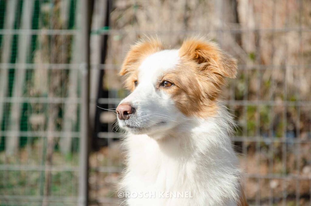 rosch_kennel's_picture-41