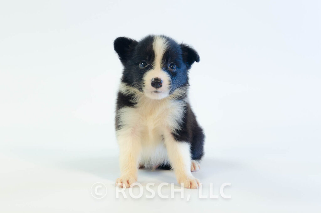 ROSCH KENNELのボーダーコリーの子犬